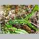 Asplenium normale.jpg